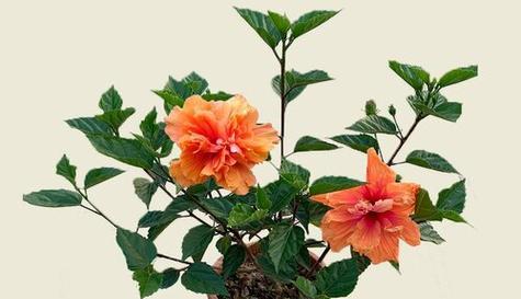 扶桑花应该如何种植？