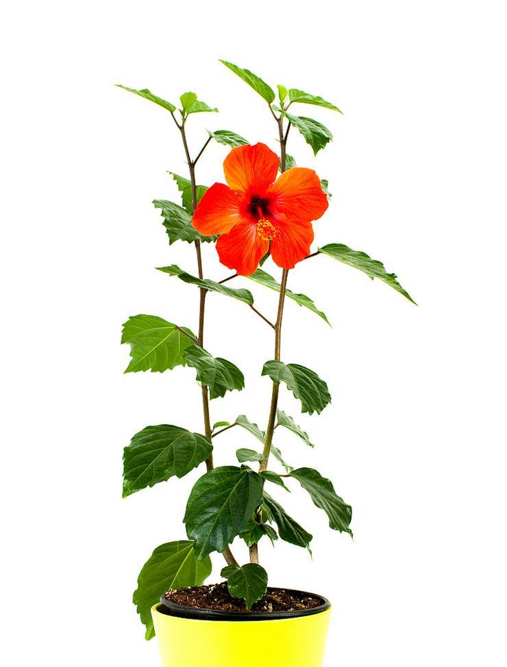扶桑花应该如何种植？
