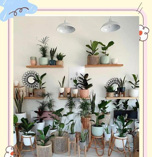 如何装饰和养护室内观叶植物？