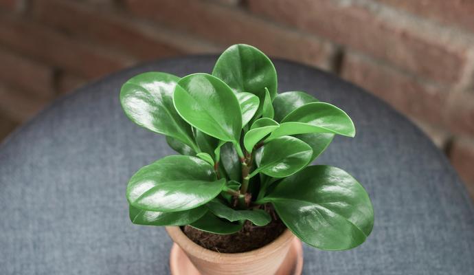 如何装饰和养护室内观叶植物？