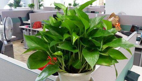 如何装饰和养护室内观叶植物？