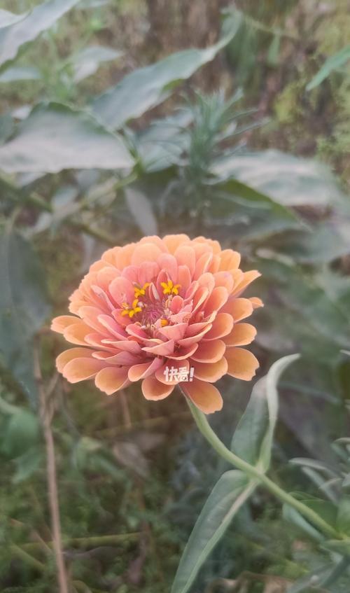 百日草是多年生植物吗？