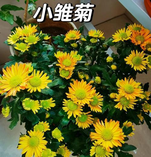 小雏菊盆栽苗应该如何养护？