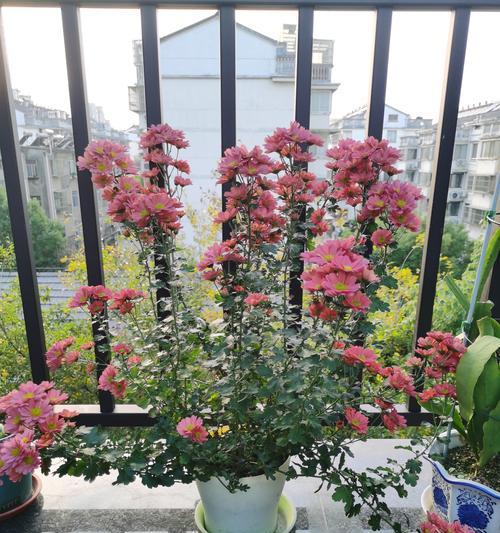 小雏菊盆栽苗应该如何养护？