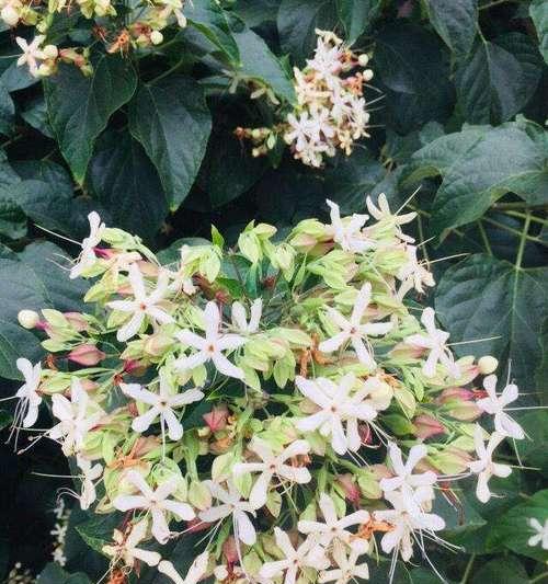 花期提前和节气失效有什么关系？