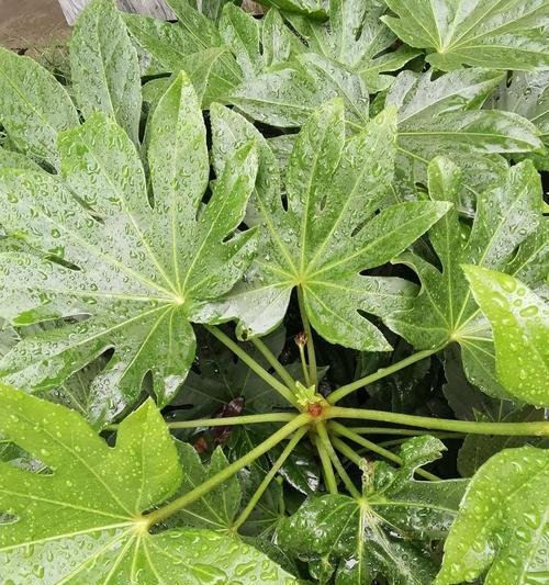八角金盘在10月移栽能存活吗？