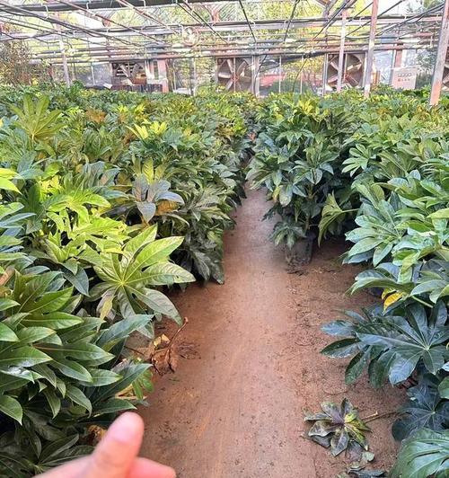 八角金盘在10月移栽能存活吗？