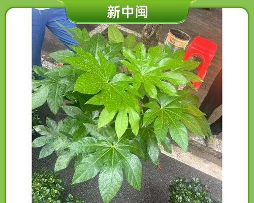 八角金盘在10月移栽能存活吗？