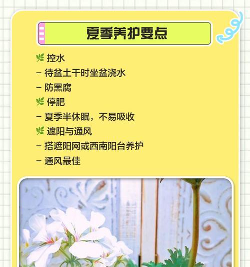 天竺葵浇水有什么特别的指南？