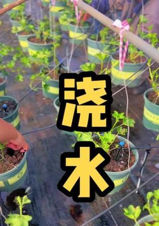 天竺葵浇水有什么特别的指南？