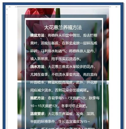 惠兰小苗如何养护才能三花齐放？