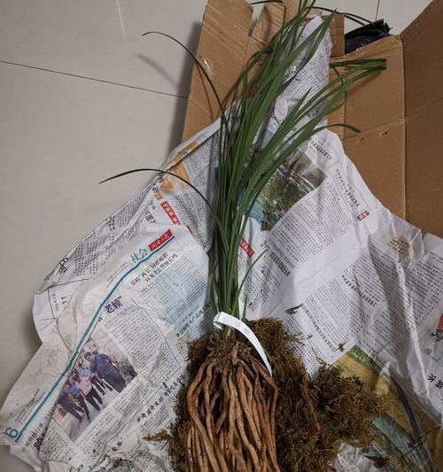惠兰小苗如何养护才能三花齐放？