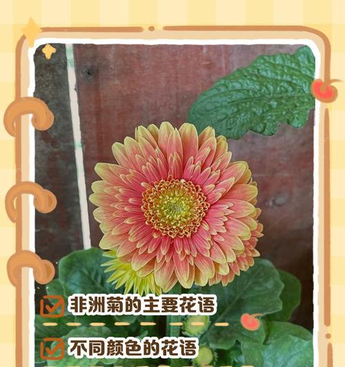 非洲菊的花期是什么时候？如何进行养护？