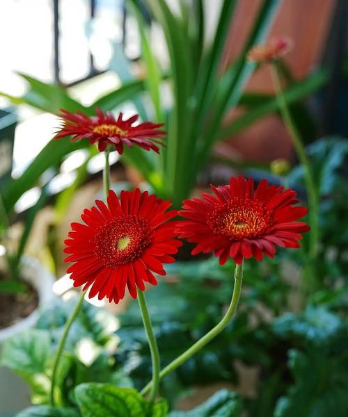 非洲菊的花期是什么时候？如何进行养护？