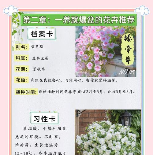 牵牛花如何正确养殖？