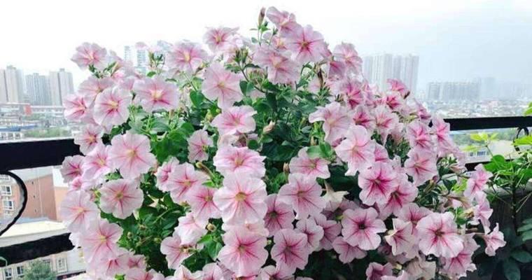 牵牛花如何正确养殖？