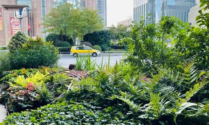 如何投票支持“徐家汇苔藓”？