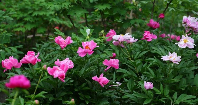 春末夏初应该养哪些花？
