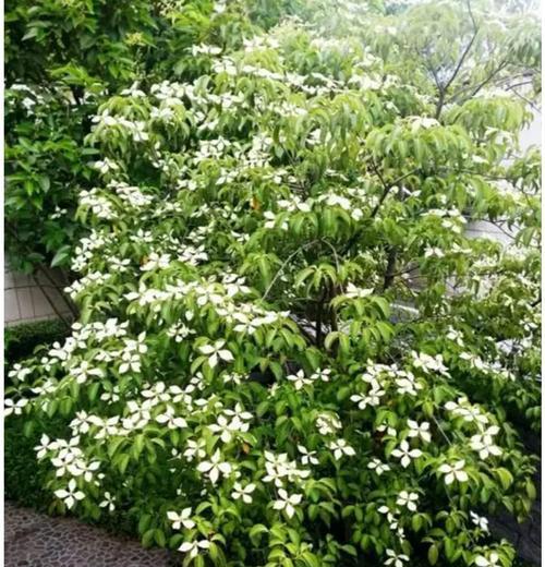 春末夏初应该养哪些花？
