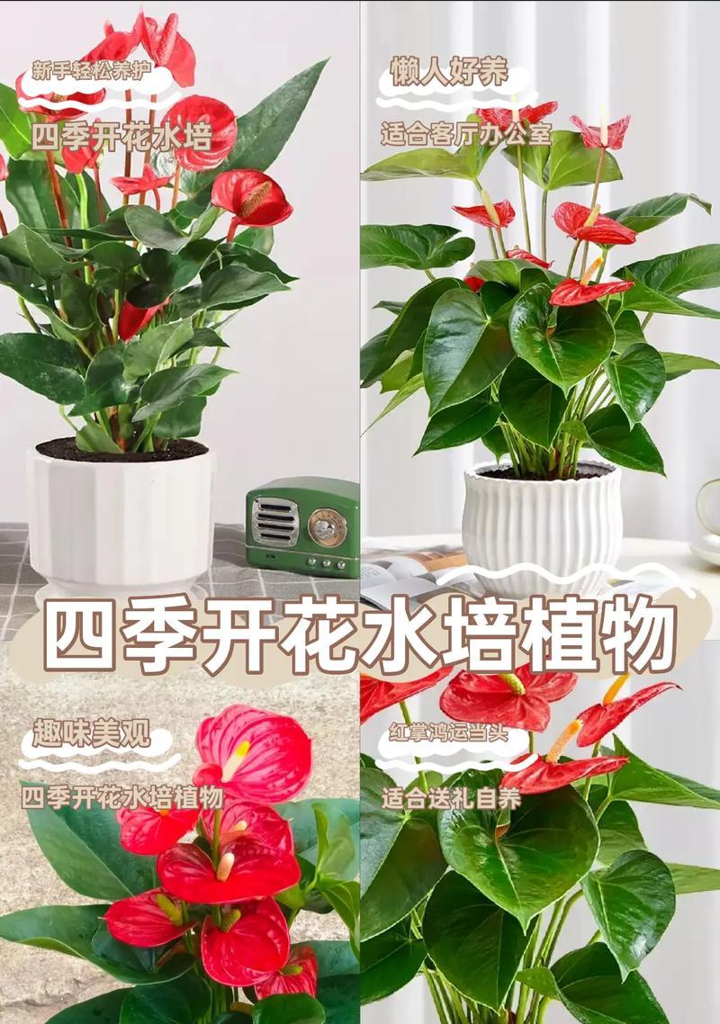 红掌的养护秘诀是什么？