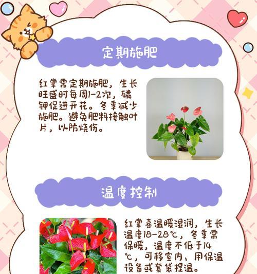红掌的养护秘诀是什么？