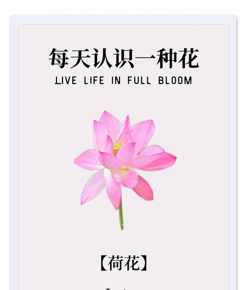 各种花的花语是什么？
