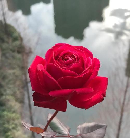 哪些花最不怕淋雨？