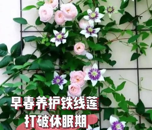 铁线莲的养殖方法是什么？
