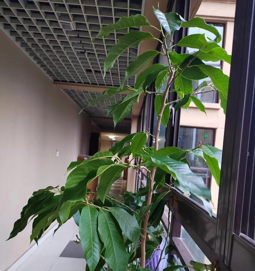白兰花叶子有黑斑应该怎么办？