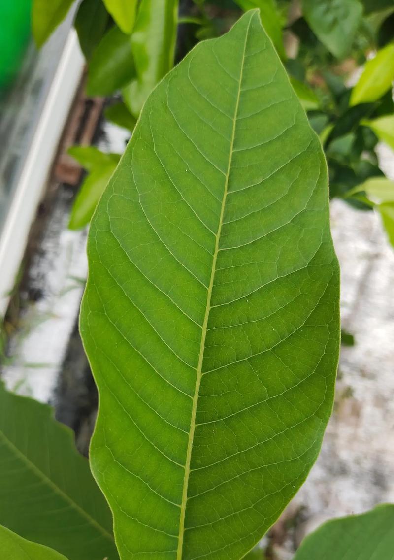 白兰花叶子有黑斑应该怎么办？