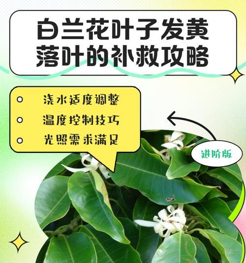 白兰花叶子有黑斑应该怎么办？
