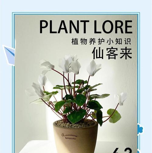 仙客来花落后应该如何处理？