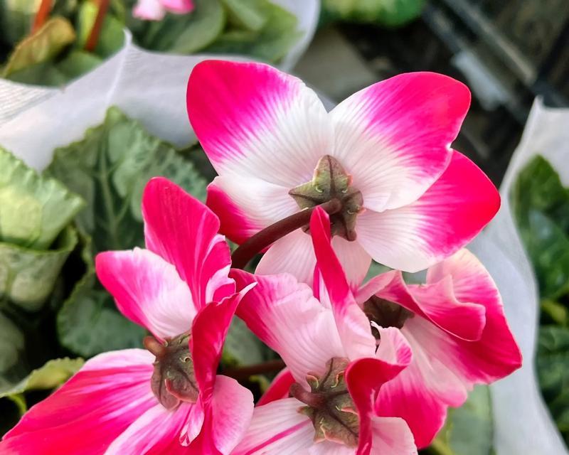 仙客来花落后应该如何处理？