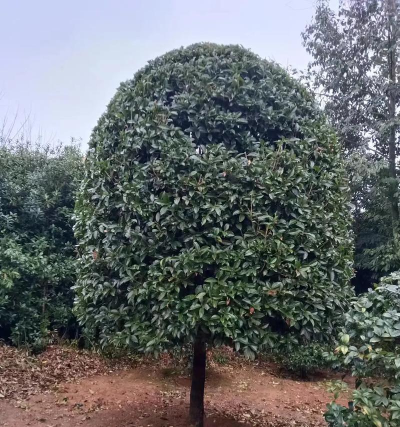 桂林行道树的桂花品种有哪些？