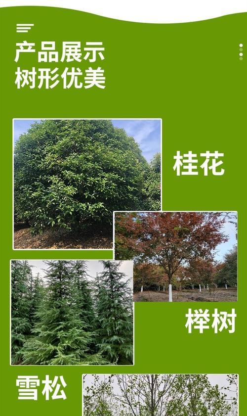桂林行道树的桂花品种有哪些？