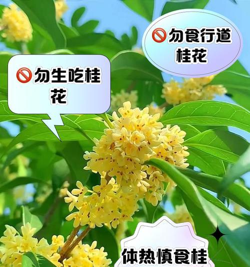桂林行道树的桂花品种有哪些？
