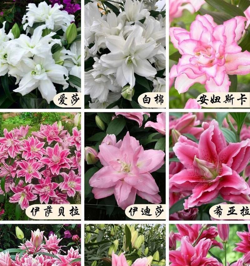 百合最好的三个品种是什么？如何选择？