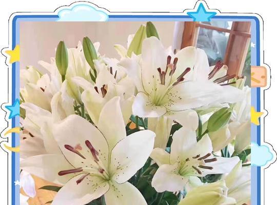 百合最好的三个品种是什么？如何选择？