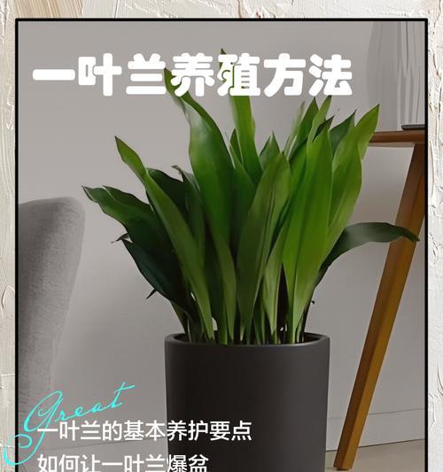 一叶兰养护指南？如何正确养护一叶兰？