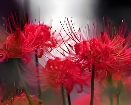 彼岸花印象,红色彼岸的解读是什么？