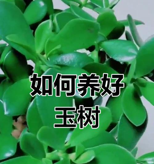 玉树的养殖方法和注意事项有哪些？