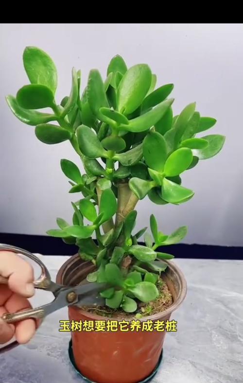 玉树的养殖方法和注意事项有哪些？