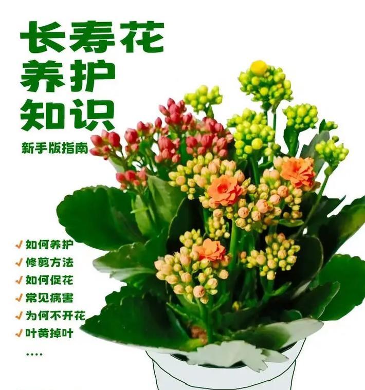 观赏植物绿植有哪些养护技巧？