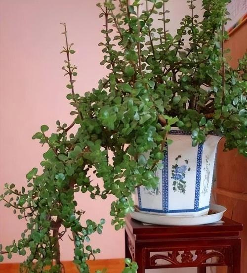 观赏植物绿植有哪些养护技巧？