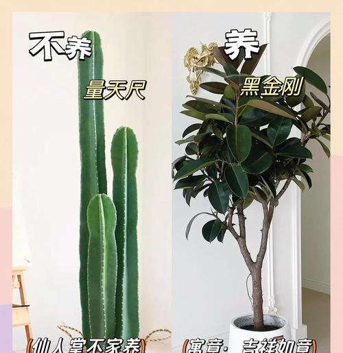 观赏植物绿植有哪些养护技巧？