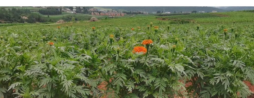 万寿菊的全方位种植技巧与应用有哪些？