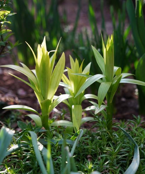 适合初夏入手的“5种”漂亮花,一开大半年,花苞多到数不清？