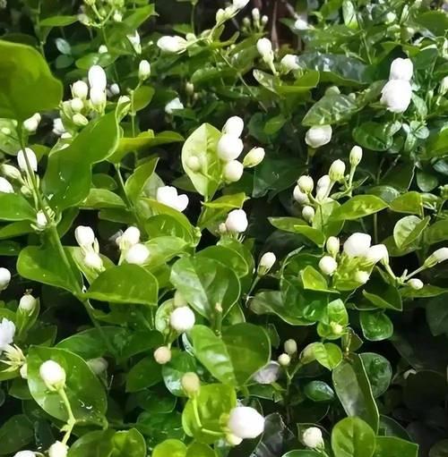 适合初夏入手的“5种”漂亮花,一开大半年,花苞多到数不清？