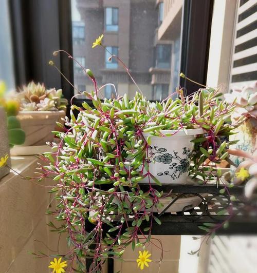 适合初夏入手的“5种”漂亮花,一开大半年,花苞多到数不清？