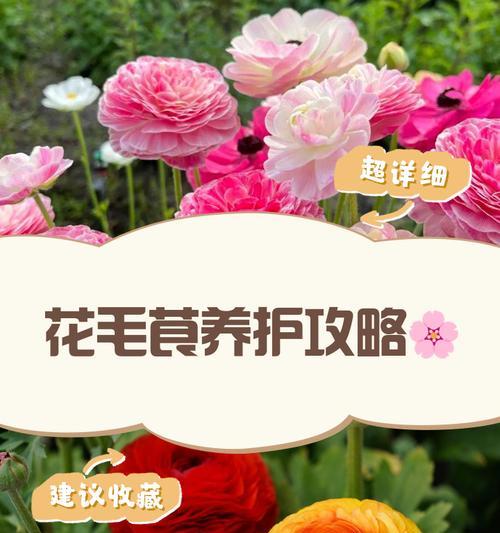 花毛茛的养殖方法和注意事项有哪些？
